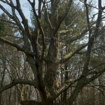 Greenleaf Services - Tree Services Near Me - Wilton, Connecticut Greenleaf Services - Tree Services Near Me - Wilton, Connecticut