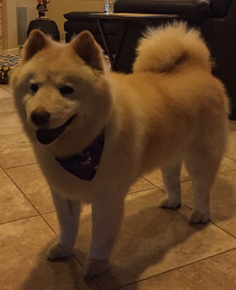 deena dees mobile pet spaw