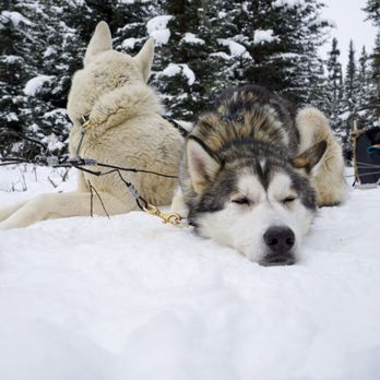 Snowy Owl Sled Dog Tours - Tours Near Me - Canmore, Alberta Snowy Owl Sled Dog Tours - Tours Near Me - Canmore, Alberta