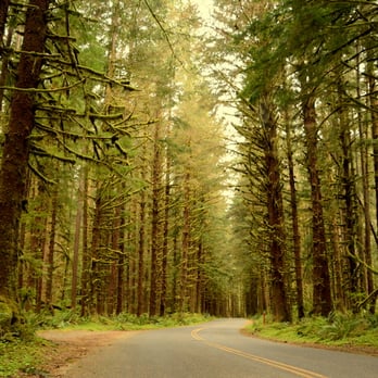 Hoh Rainforest - On the way to Hoh! - Hiking Near Me - Forks, Washington