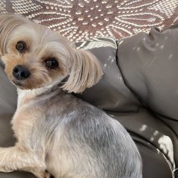 Neil is warm, personable, dependable, and talented. He consistently makes my Yorkie look like a movie star!!