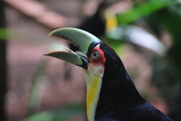 Parque das Aves by null