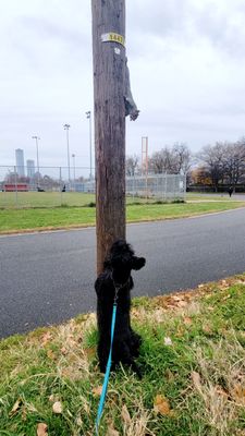 Pershing Field Park by null