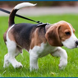 Oakwood Kennels