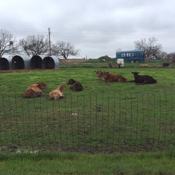 Velhuizen Cheese - Hey cows! - Specialty Food Near Me - Dublin, Texas