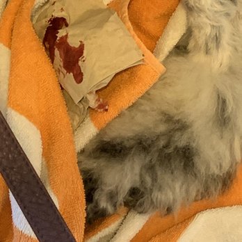 PetSmart Dog Training - Poor dog bleeding as they cut two nails way too short on her. - Pet Stores Near Me - Vancouver, British Columbia