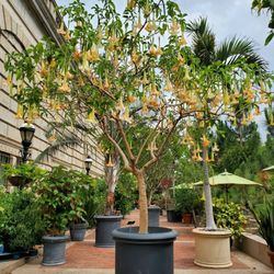 Enid A Haupt Garden - Hanging Trumpet Tree