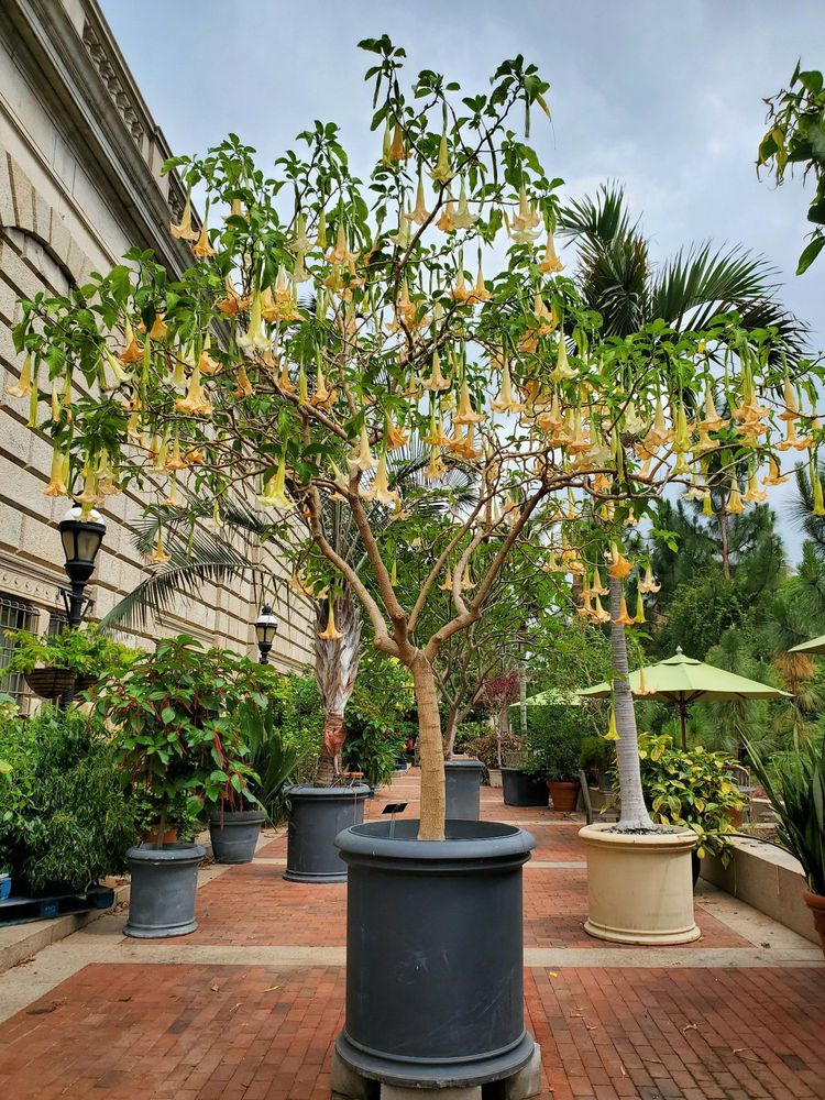Enid A Haupt Garden