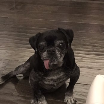 AZ Pug Life Rescue - Pet Services Near Me AZ Pug Life Rescue - Pet Services Near Me