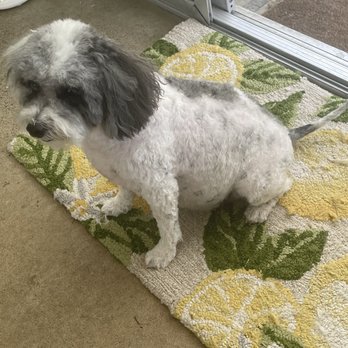 K9 Klipper - Shaved tail - Pet Groomers Near Me - Huntington Beach, California