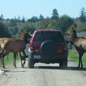 Olympic Game Farm - Hungry elk mean business! - Zoos Near Me - Sequim, Washington Olympic Game Farm - Hungry elk mean business! - Zoos Near Me - Sequim, Washington