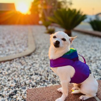 Yap Stores - Luke wearing his pride harness. - Pet Stores Near Me - San Francisco, California Yap Stores - Luke wearing his pride harness. - Pet Stores Near Me - San Francisco, California