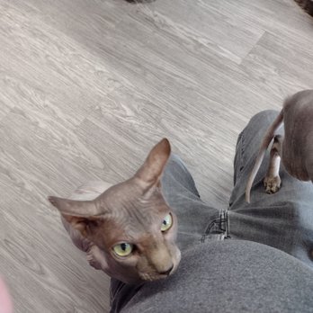 Cat Cafe Rescue - I had the attention of multiple Sphynx cats - Pet Adoption Near Me - Chino Hills, California Cat Cafe Rescue - I had the attention of multiple Sphynx cats - Pet Adoption Near Me - Chino Hills, California