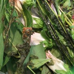 Shaw's - Slimy and dead flowers