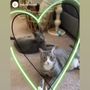 Baker Pet Care