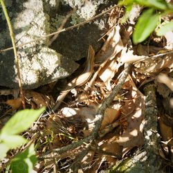 Billy Goat Trail - Section A - Skink