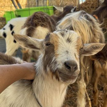 Pumpkin Station - The cutest petting zoo ever! - Pumpkin Patches Near Me - San Diego, California Pumpkin Station - The cutest petting zoo ever! - Pumpkin Patches Near Me - San Diego, California