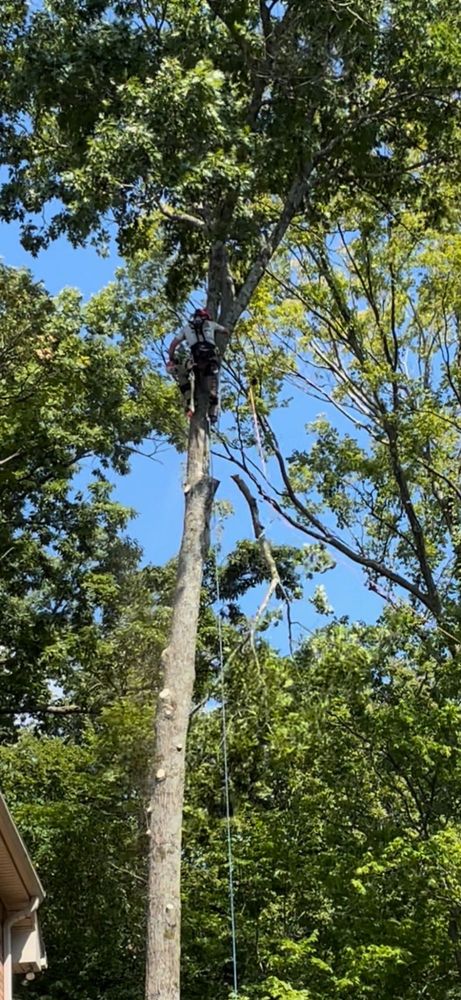 Tree Fellers - tree service in Nashville, TN