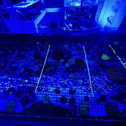 A Reef Creation - Coral