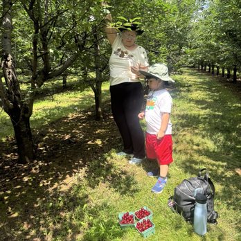 Alstede Farms - Picking sour cherries - Fruits & Veggies Near Me - Chester, New Jersey