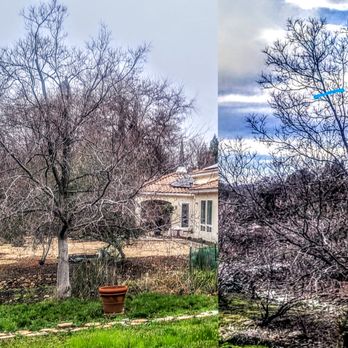 Paul The Tree Climber - After and before trimming of the Tallow. - Tree Services Near Me Paul The Tree Climber - After and before trimming of the Tallow. - Tree Services Near Me
