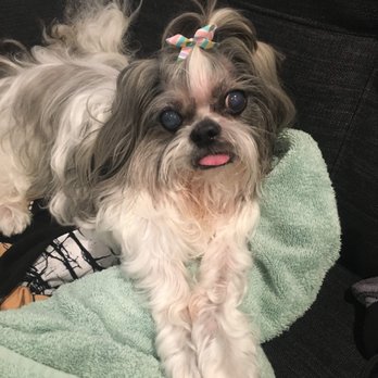 Disco Paws - she knows she's pretty :) - Pet Sitting Near Me - Astoria, New York