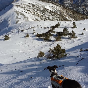 Devil's Backbone - Sammy checking out the Devil's Bacbone - Hiking Near Me - Mount Baldy, California