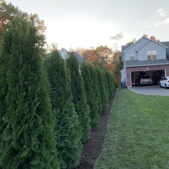 Stepanek Landscaping - Arborvitaes along property line. - Landscaping Near Me - Wauconda, Illinois Stepanek Landscaping - Arborvitaes along property line. - Landscaping Near Me - Wauconda, Illinois