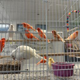 Birds Birds