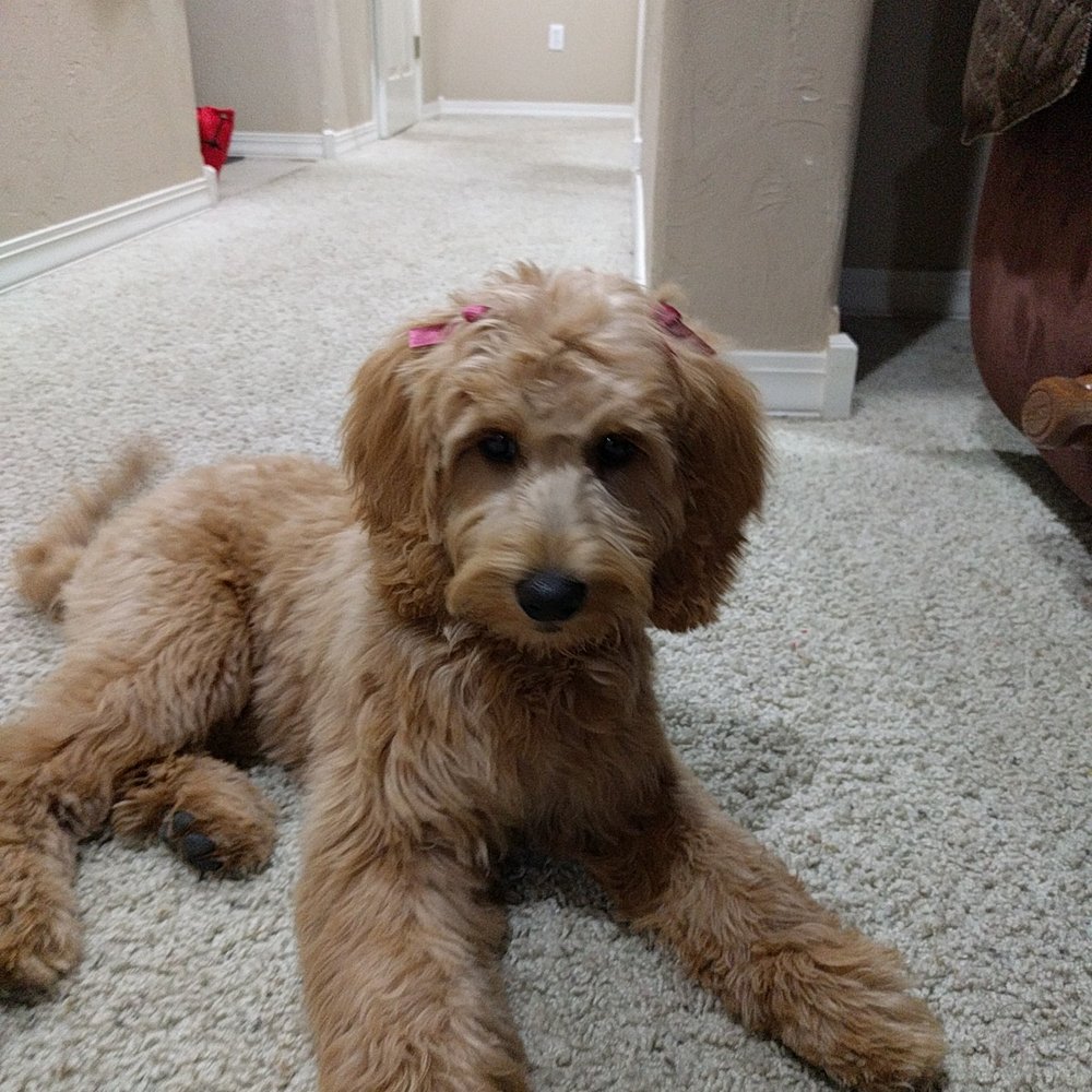 Camp Bow Wow - After grooming - Pet Training Near Me - Springfield, Missouri Camp Bow Wow - After grooming - Pet Training Near Me - Springfield, Missouri