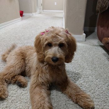 Camp Bow Wow - After grooming - Pet Training Near Me - Springfield, Missouri Camp Bow Wow - After grooming - Pet Training Near Me - Springfield, Missouri