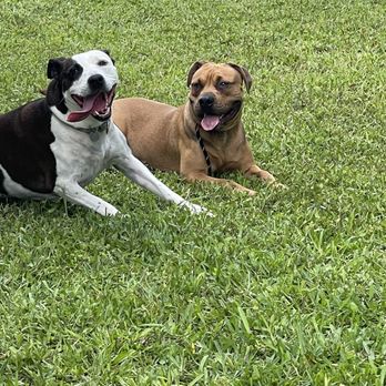 Dog Days - Florida - Pet Training Near Me - Palm Beach Gardens, Florida Dog Days - Florida - Pet Training Near Me - Palm Beach Gardens, Florida