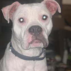 American Eagle Outfitters - Dog