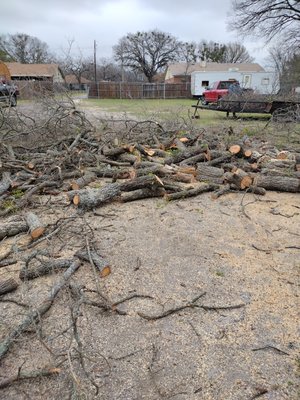 Spiderman Pest Control