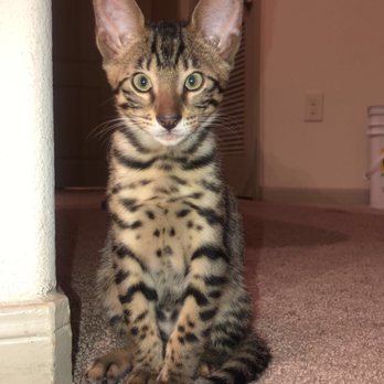 Rare Breed Exotics - The litter of kittens I had from Jason's female breeder I purchased. - Pet Breeders Near Me