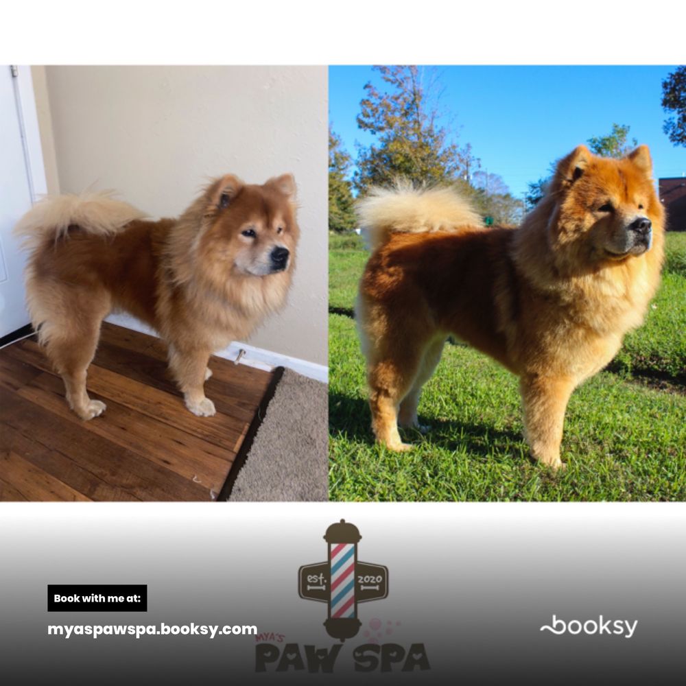 MYA’S PAW SPA 90 N Luke St, Lafayette, Louisiana Pet Groomers