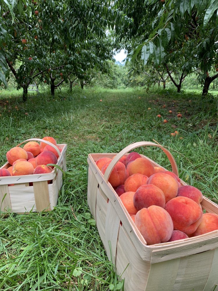 Phillips A B & Sons Fruit Farm Logo