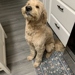 Tailwaggers of AV - Dug my Golden Doodle after grooming