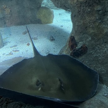 Downtown Aquarium - Museums Near Me - Denver, Colorado Downtown Aquarium - Museums Near Me - Denver, Colorado