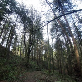 Llandover Woods Greenspace - Parks Near Me - Seattle, Washington