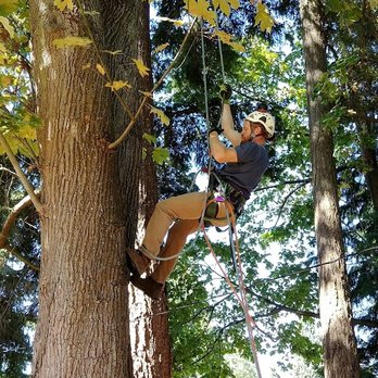 Woodridge Tree - Tree Services Near Me Woodridge Tree - Tree Services Near Me