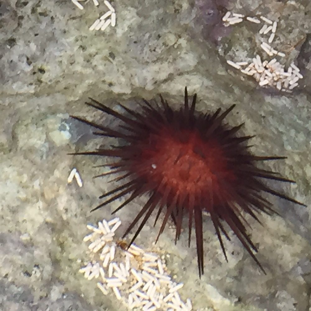Sky Reef - Sea urchin - Mexican Near Me - Cozumel, ROO