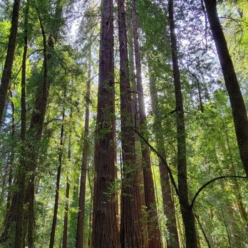 Hendy Woods State Park - Parks Near Me - Philo, California