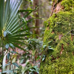 Thornby Park - Mossy tree.