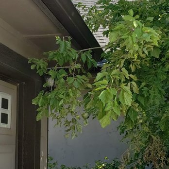 Cornerstone Property Management - $125 instead of $100 included tree trimming. Not done. - Property Management Near Me - Meridian, Idaho