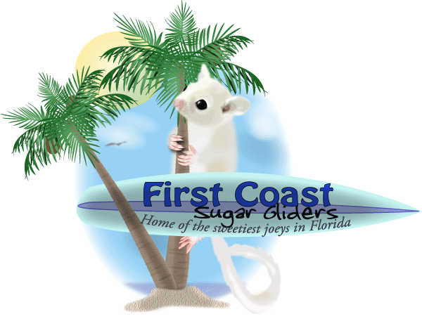 First Coast Sugar Gliders Image