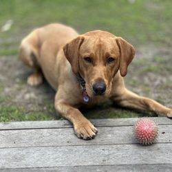 Jollene’s Dog Training - Bosko, our big, lovable fox red hunting lab.