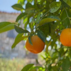 Picture Perfect Travel By Taimy - Unique experiences designed by experienced travel agents.  Troizina, Greece
VIDEO BY TAIMY ALVAREZ MEDIA