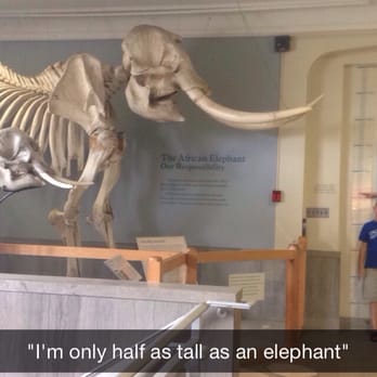 MSU Museum - It's valuable to know these things. - Museums Near Me - East Lansing, Michigan MSU Museum - It's valuable to know these things. - Museums Near Me - East Lansing, Michigan