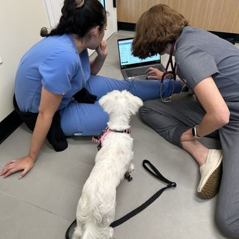 Modern Animal Pasadena - Reviewing my chart together - Veterinarians Near Me - Pasadena, California